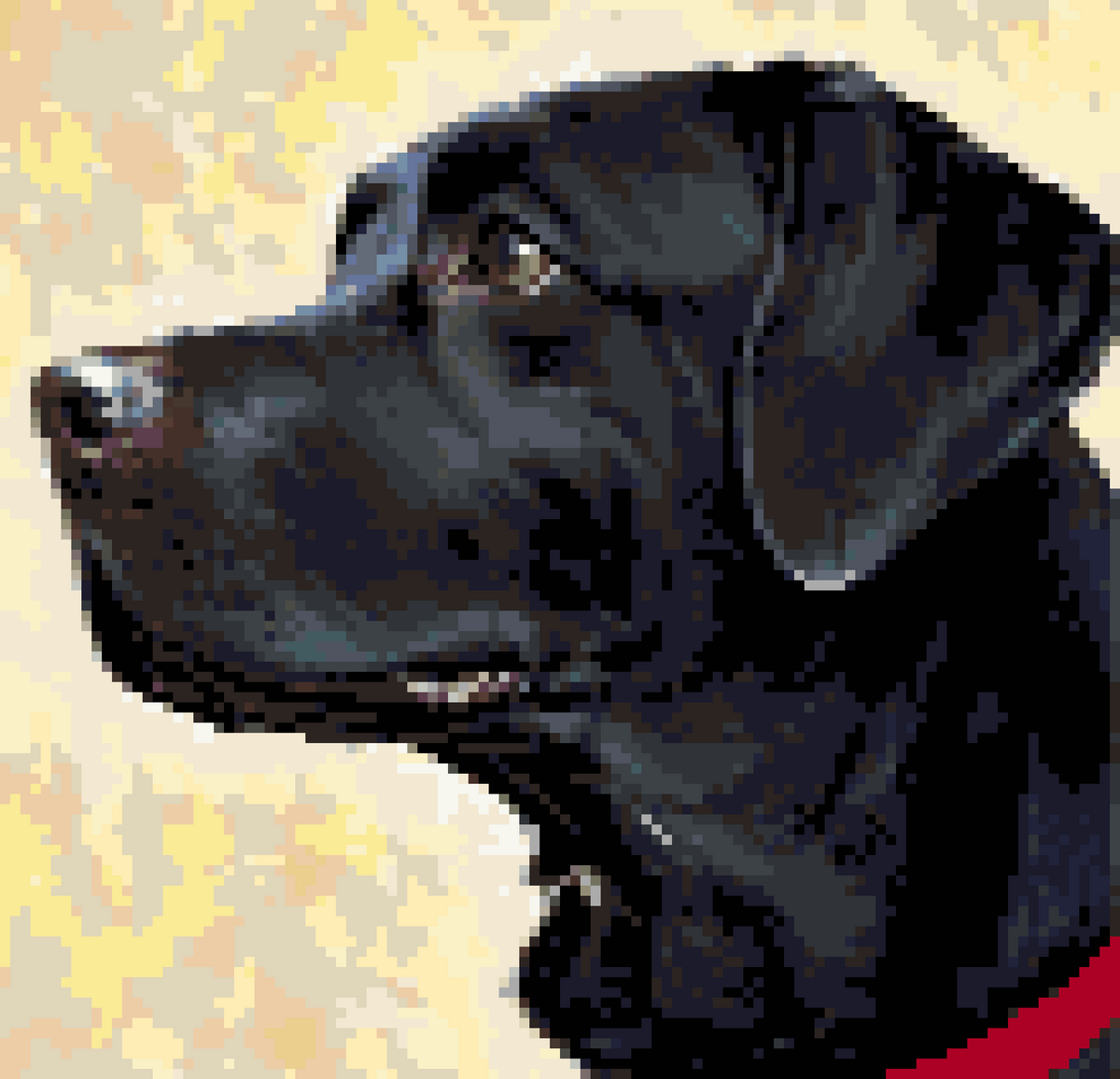 Dasher as Best in Show,  US made, ships  in 2-5 days